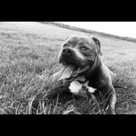 Staffordshire Bull Terrier - Dogs