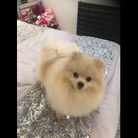 Pomeranian - Dogs