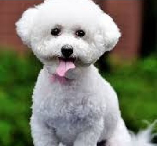 Bichon Frise