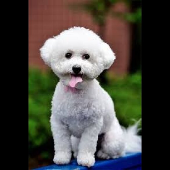 Bichon Frise - Dogs