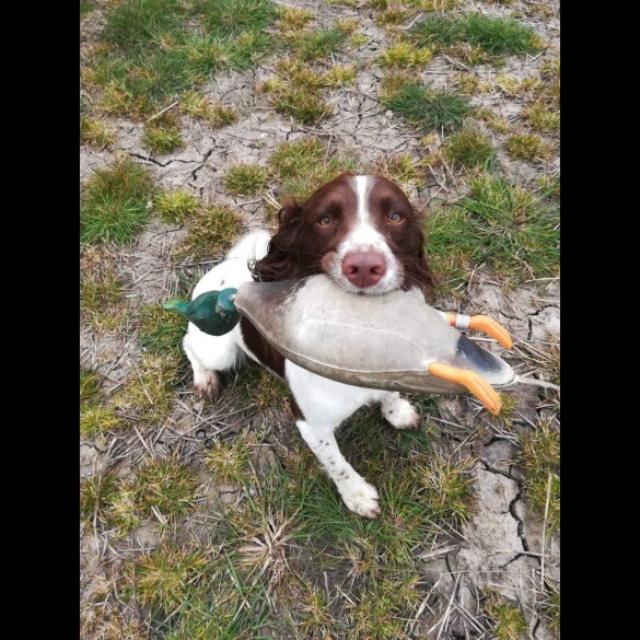 English Springer Spaniel