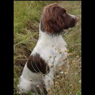 English Springer Spaniel