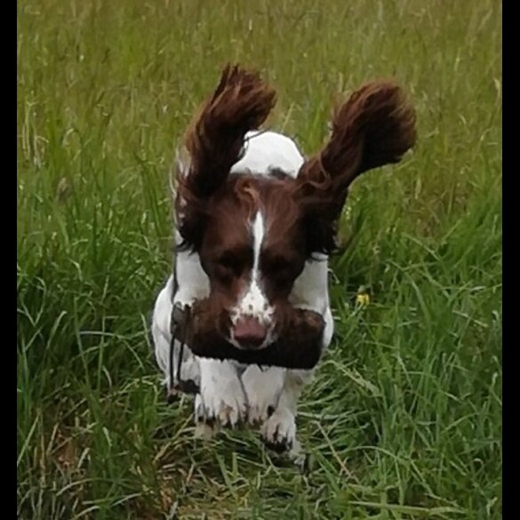 English Springer Spaniel