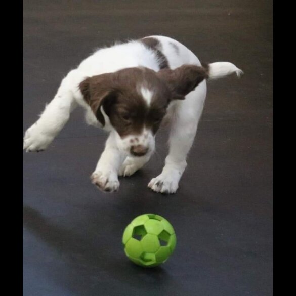 English Springer Spaniel