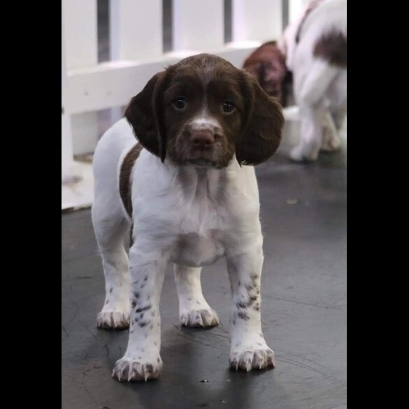 English Springer Spaniel