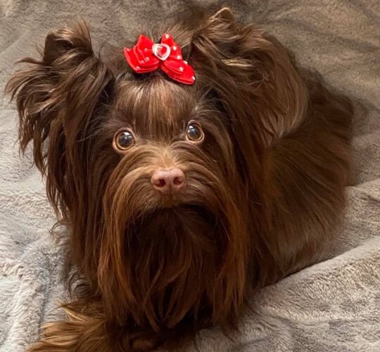 Yorkshire Terrier