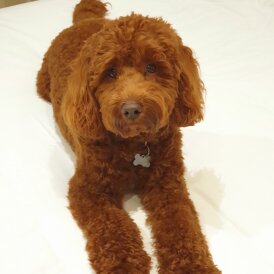 Cockapoo