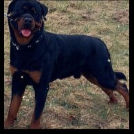 Rottweiler