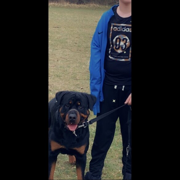 Rottweiler