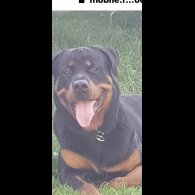 Rottweiler