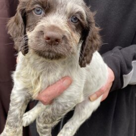 Cocker Spaniel (Working &amp; Show) - Both