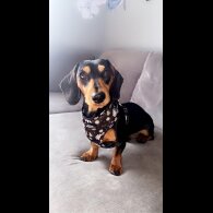 Dachshund (Standard &amp; Miniature)