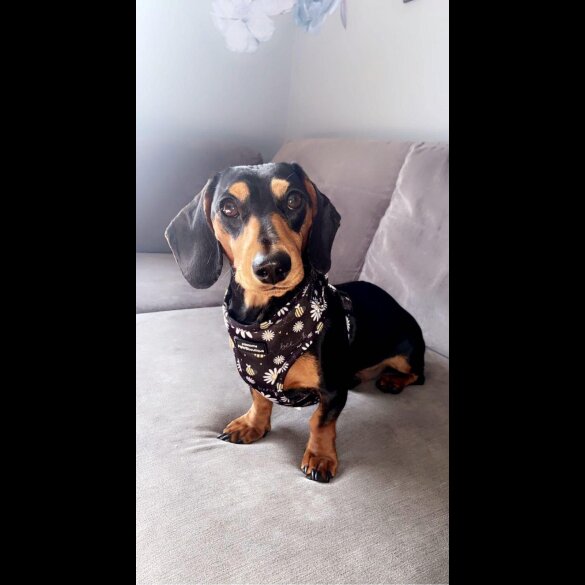 Dachshund (Standard &amp; Miniature)