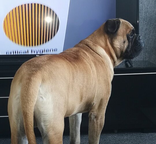 Bullmastiff