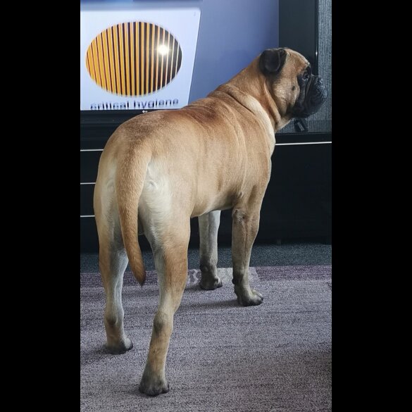 Bullmastiff