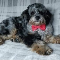 Cavapoo