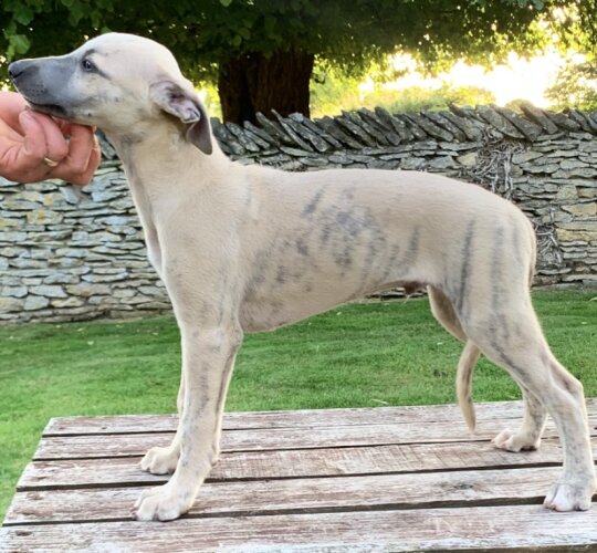 Whippet