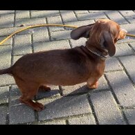 Dachshund (Standard &amp; Miniature)