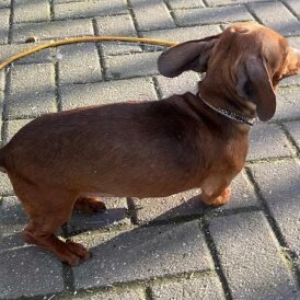 Dachshund (Standard &amp; Miniature)