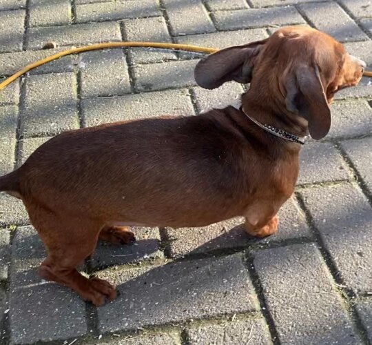 Dachshund (Standard &amp; Miniature)