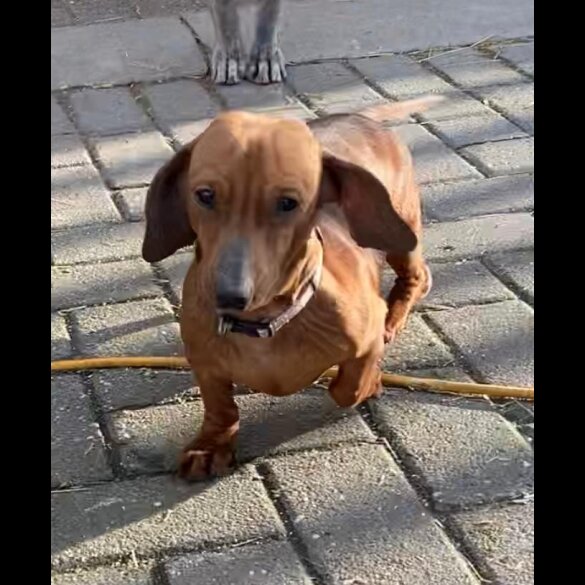 Dachshund (Standard &amp; Miniature)