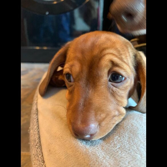 Dachshund (Standard &amp; Miniature)