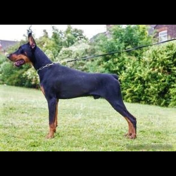 Doberman