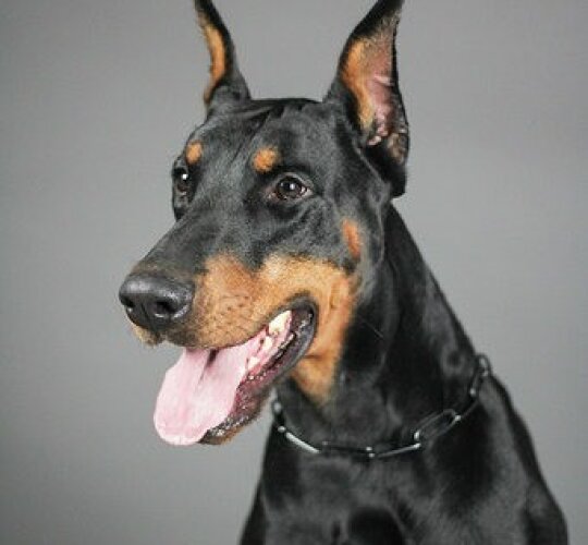 Doberman