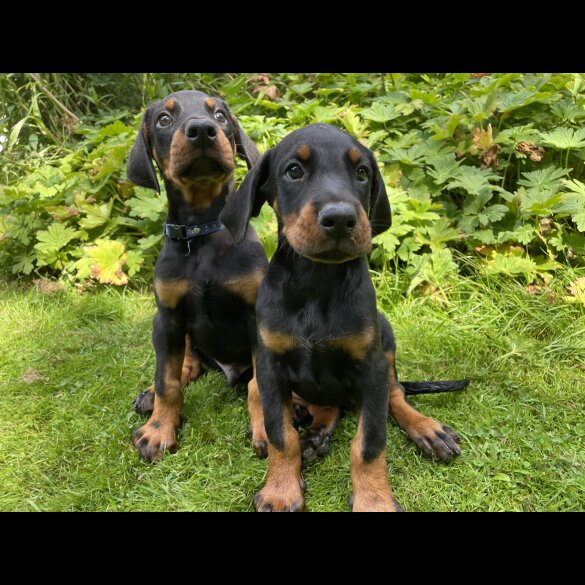 Doberman