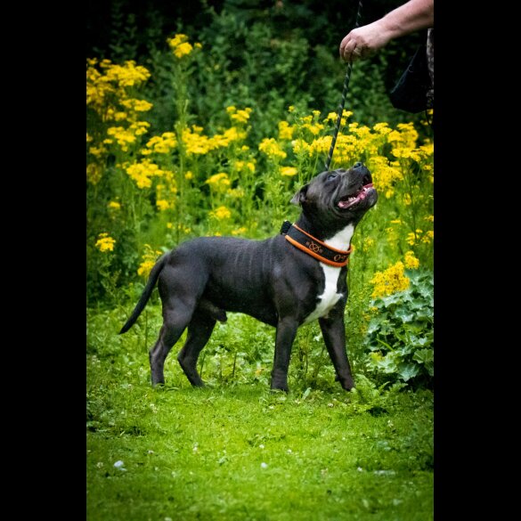 Staffordshire Bull Terrier