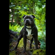 Staffordshire Bull Terrier