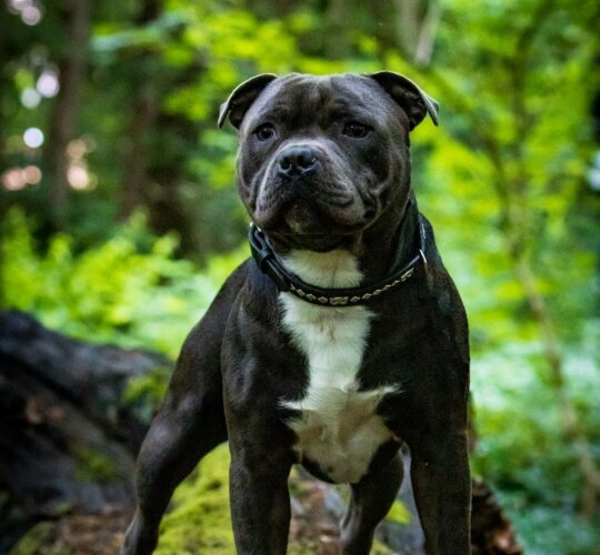 Staffordshire Bull Terrier