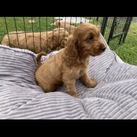 Cocker Spaniel (Working &amp; Show) - Both