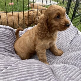 Cocker Spaniel (Working &amp; Show) - Both