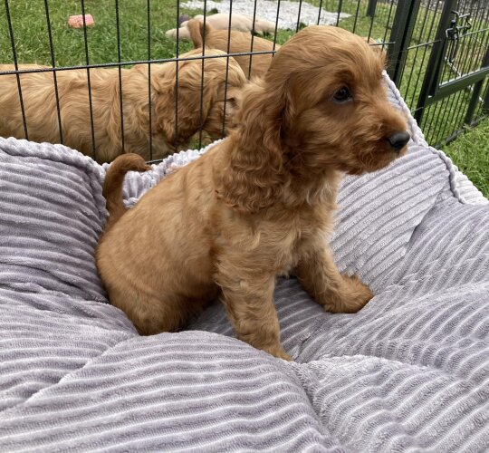 Cocker Spaniel (Working &amp; Show)