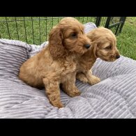 Cocker Spaniel (Working &amp; Show) - Both