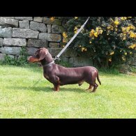 Dachshund (Standard &amp; Miniature)