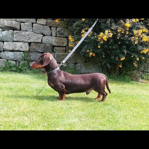 Dachshund (Standard &amp; Miniature)