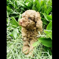 Miniature Poodle