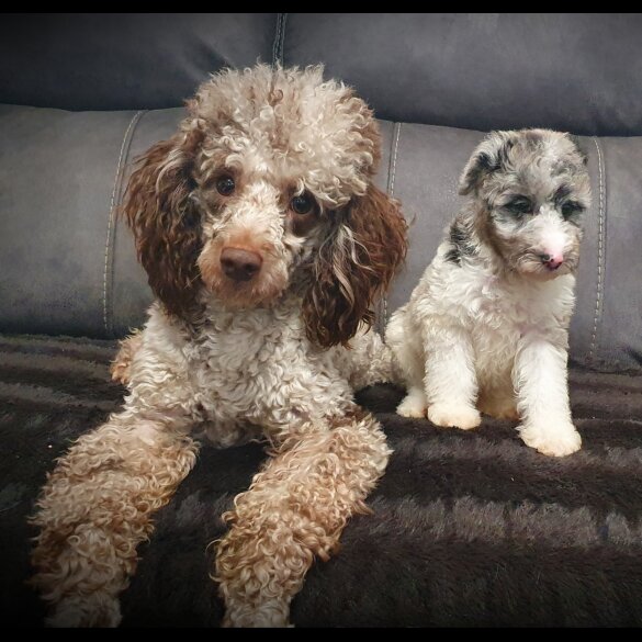 Miniature Poodle