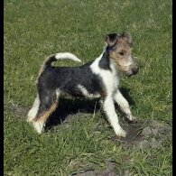 Wire Fox Terrier