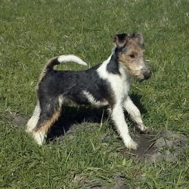 Wire Fox Terrier