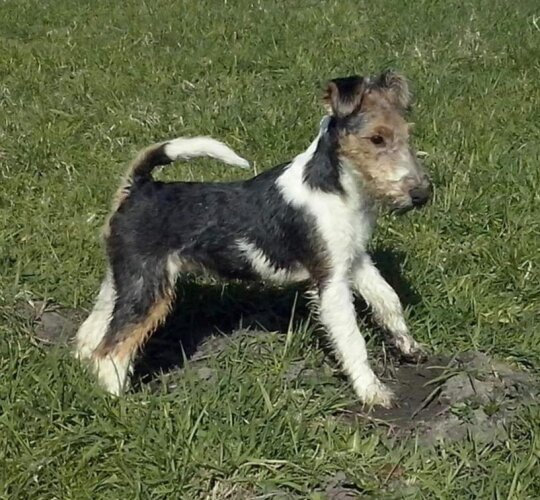 Wire Fox Terrier