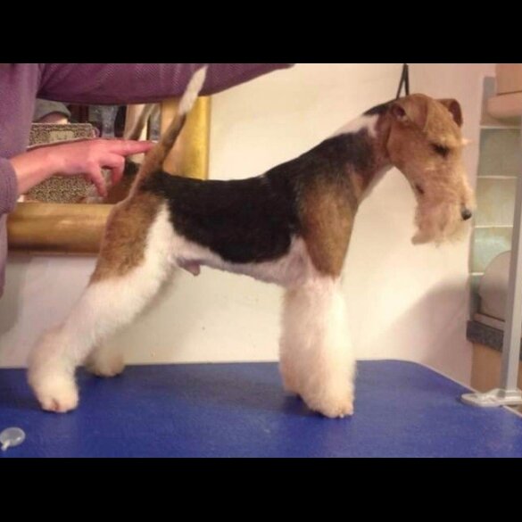 Wire Fox Terrier