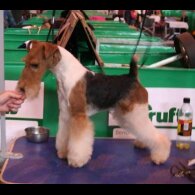 Wire Fox Terrier