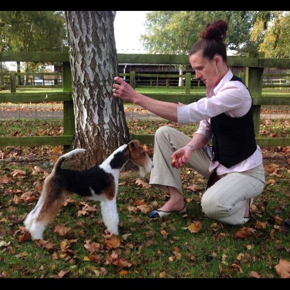 Wire Fox Terrier