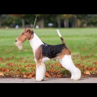 Wire Fox Terrier