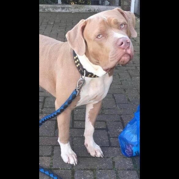 American Bulldog