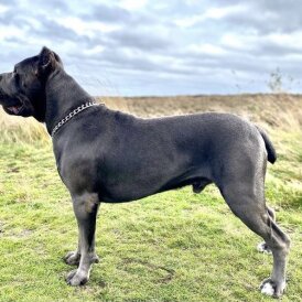 Cane Corso