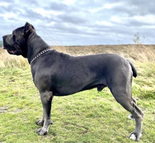 Cane Corso